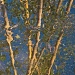 bamboo reflection by reba