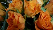 27th Jan 2012 -  Orange Rose