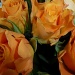  Orange Rose by tonygig