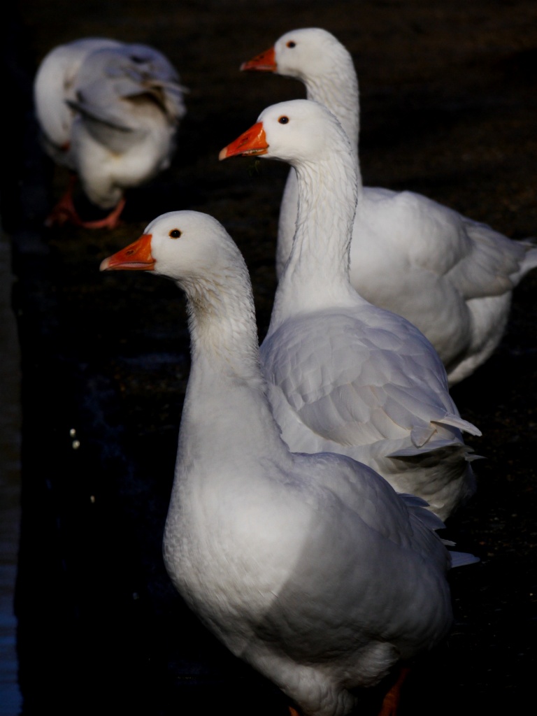 Goosey goosey gander by judithg