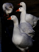 28th Jan 2012 - Goosey goosey gander
