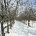 orchard in winter by meoprisan