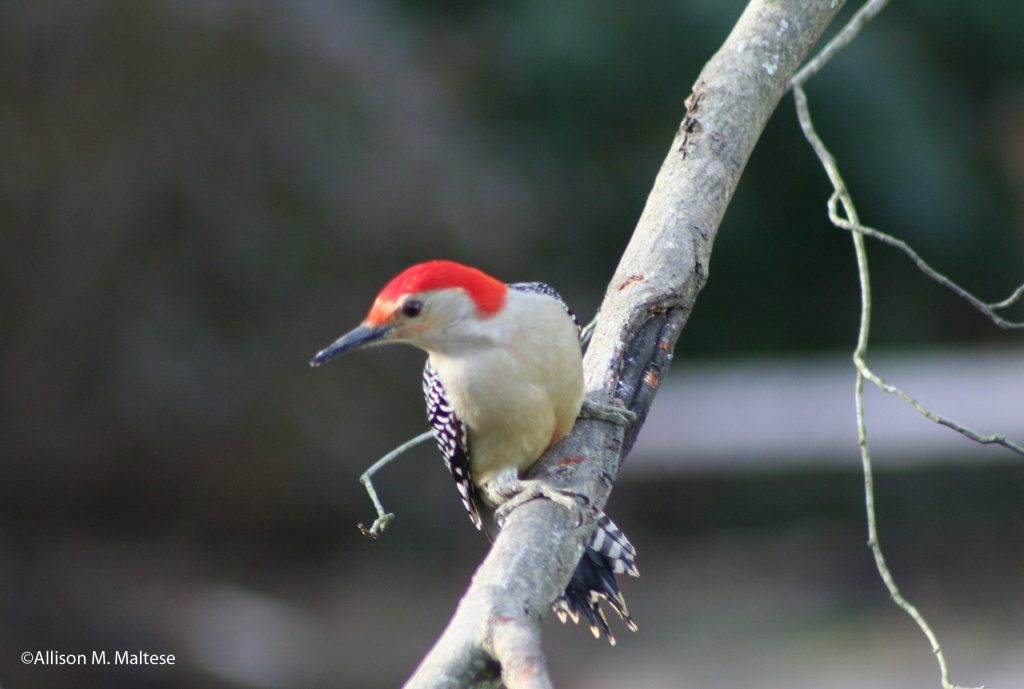 Male Redbellied Woodpecker by falcon11