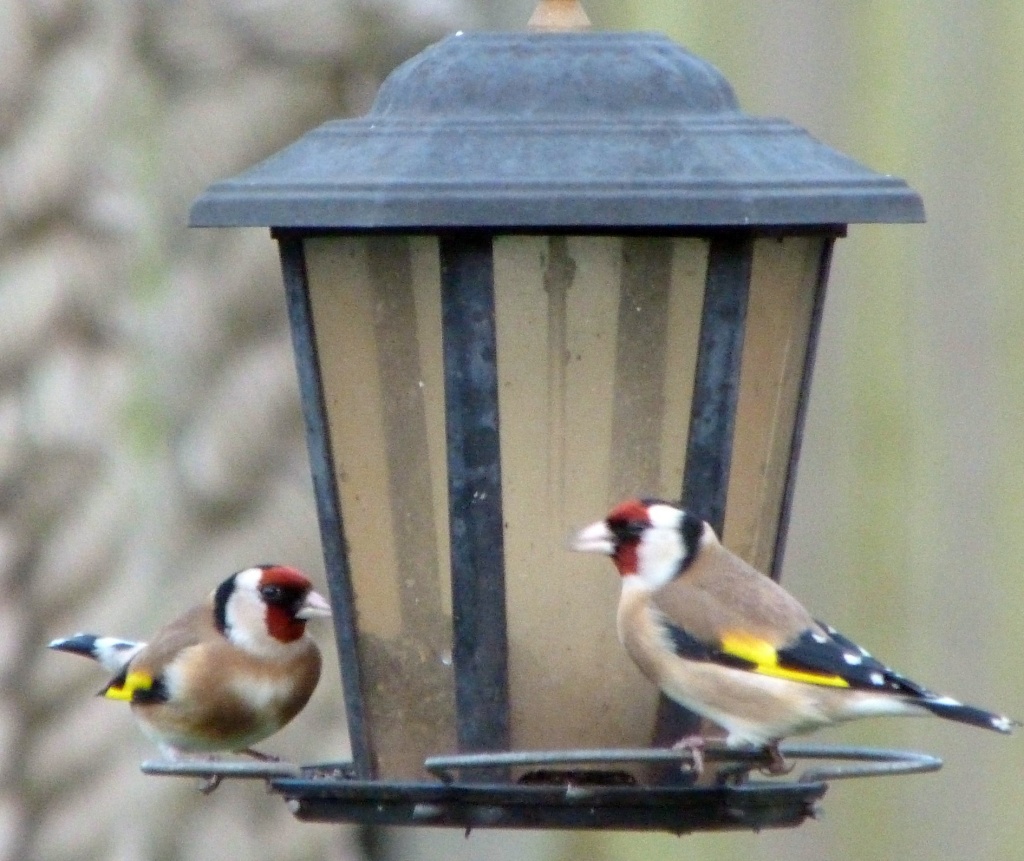 Birds in my garden - goldfinches by rosiekind