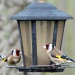 Birds in my garden - goldfinches by rosiekind