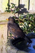 28th Jan 2012 - Blackbird