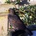 Blackbird by itsonlyart