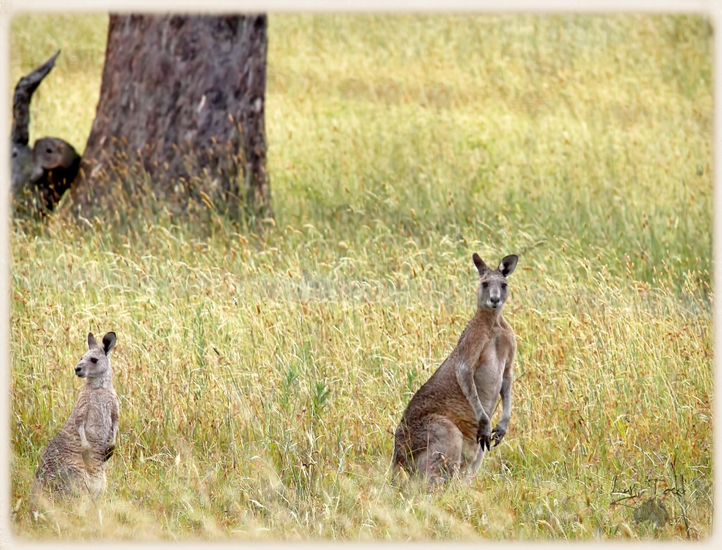 Australia Day by ltodd