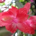In Full Bloom by loey5150