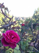 28th Jan 2012 - Rose with a View