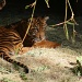 Baby Tiger by kerristephens
