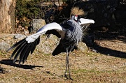 6th Jan 2012 - East African Crowned Crane