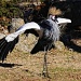 East African Crowned Crane by lstasel
