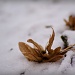 Snowflower by geertje