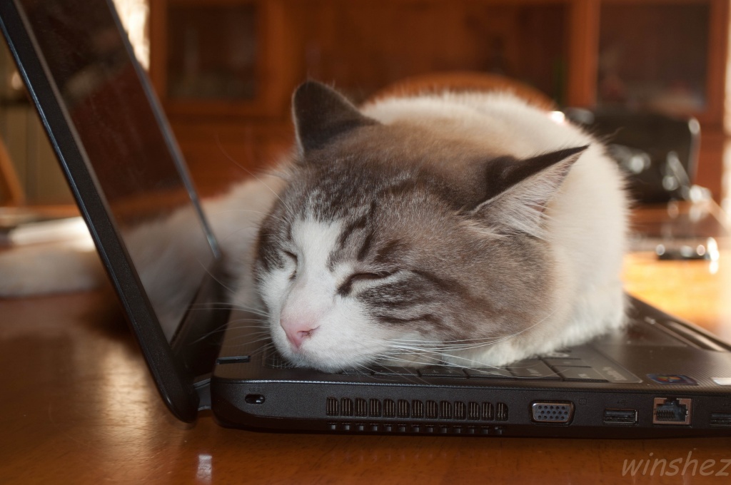 computer cat by winshez