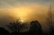24th Jan 2012 - Sunrise Through the Trees