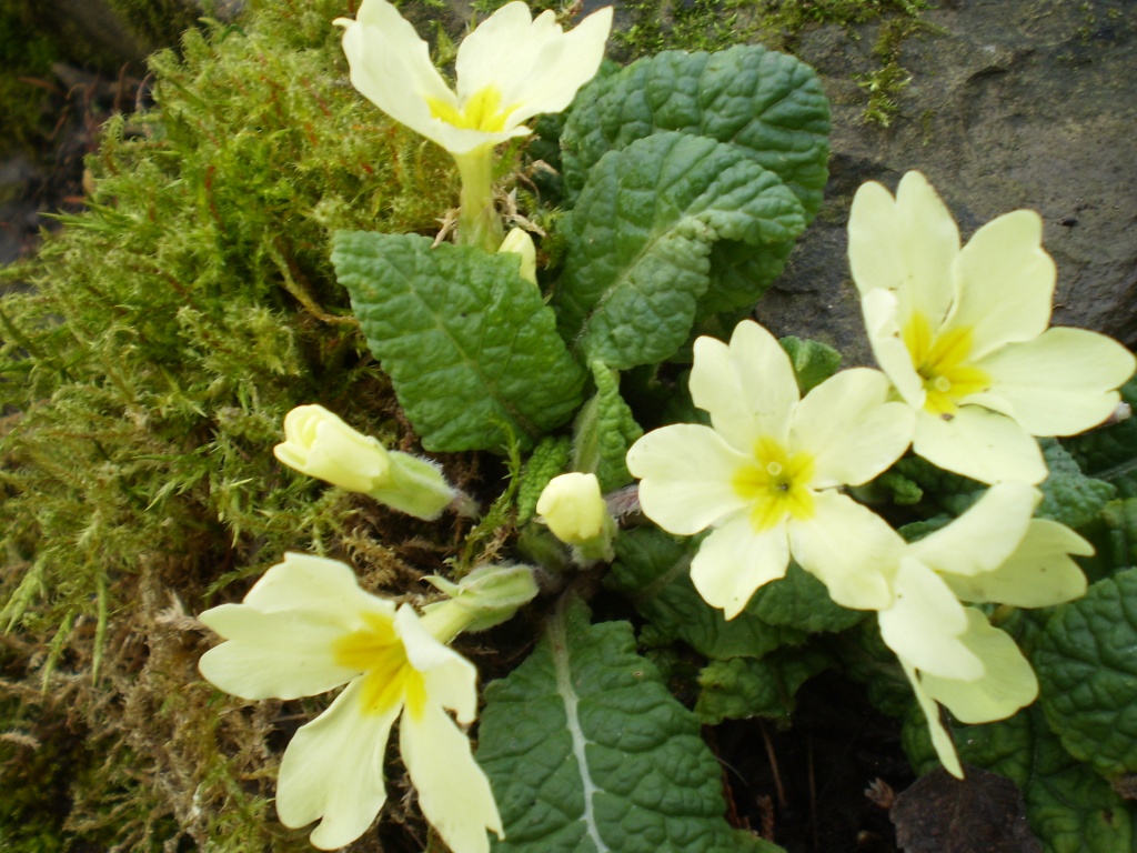 Primroses in January. by snowy