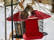 29th Jan 2012 - Not A Squirrel Feeder