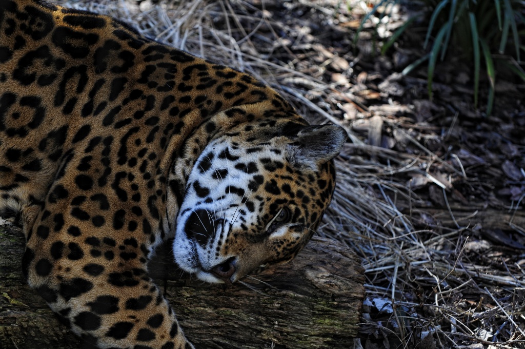 Jaguar by lstasel