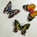 2012 01 29 Butterflies by kwiksilver