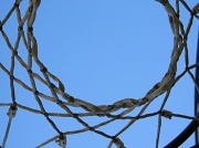 29th Jan 2012 - Looking Up at Basketball Hoop 1.29.12