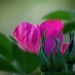 rosa rugosa.... by earthbeone