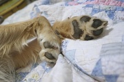 26th Jan 2012 - paws for effect...