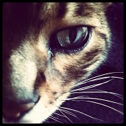29th Jan 2012 - I Am Cat