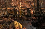 29th Jan 2012 - Wooden Bridge