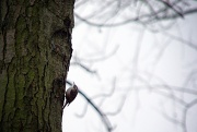 30th Jan 2012 - treecreeper