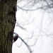 treecreeper by iiwi