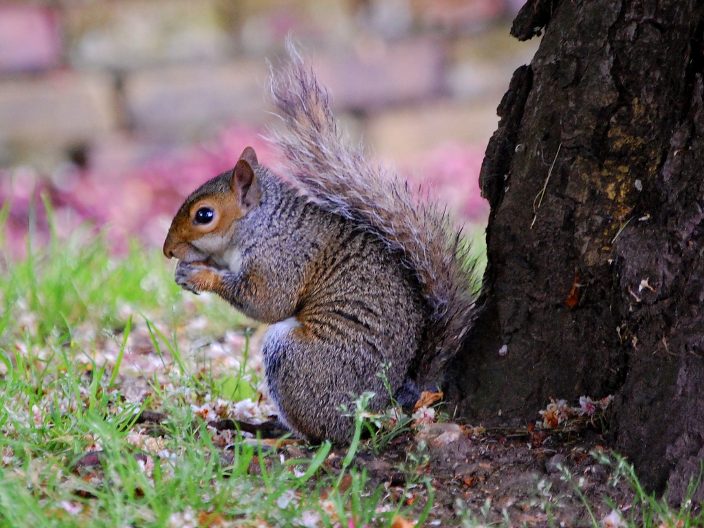 Squirrel in the Park by andycoleborn