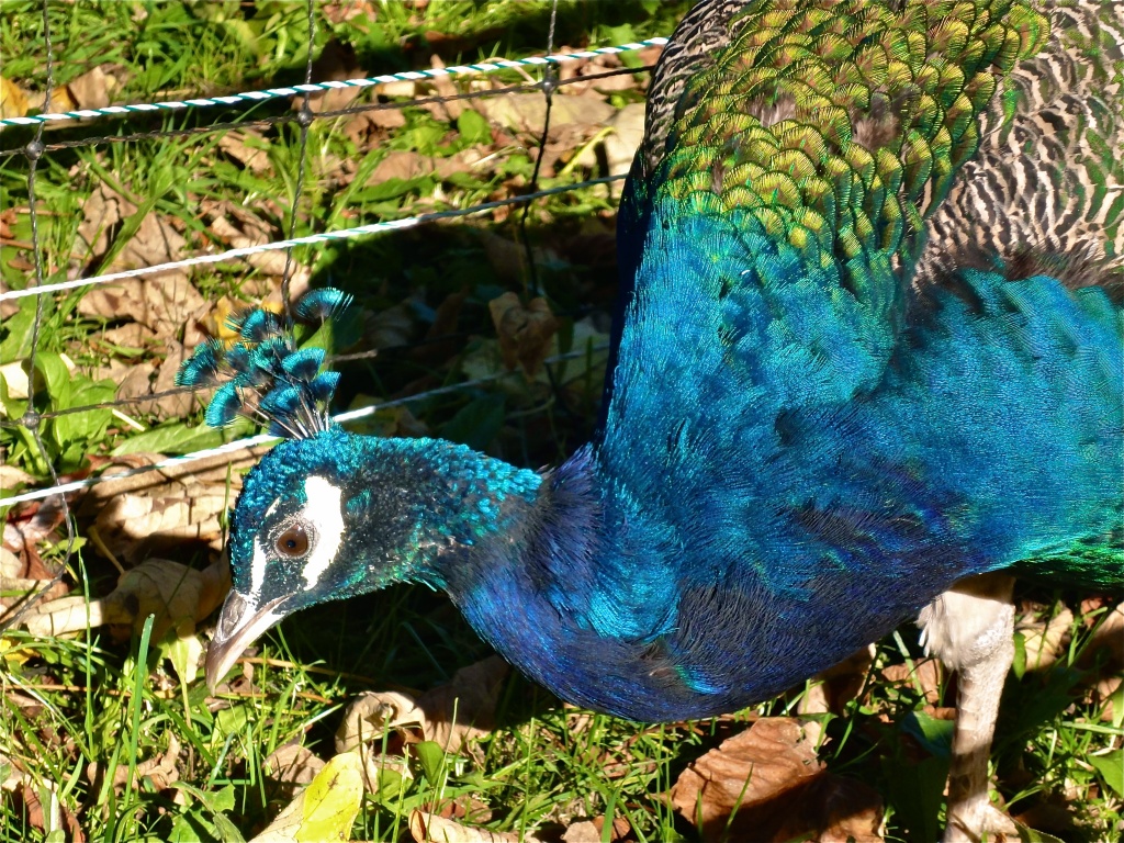 Peacock No2 by cocobella