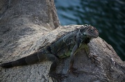 22nd Jan 2012 - Happy iguana IMG_1029
