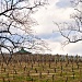 January in the Vineyards by peggysirk