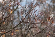 30th Jan 2012 - Natures jewelry