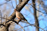 30th Jan 2012 - Mourning Dove