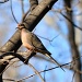 Mourning Dove by lesip