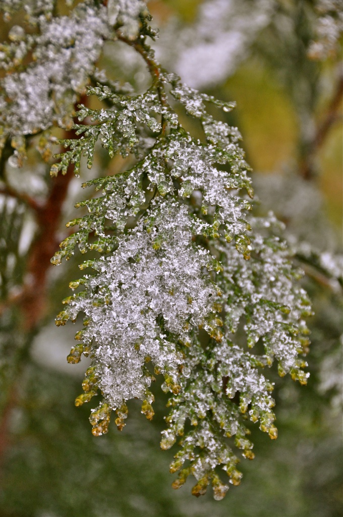 frosty leaf by cocobella