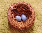 30th Jan 2012 - nest eggs