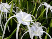 31st Jan 2012 - Spider Lily