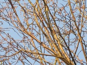 31st Jan 2012 - Hazel trees with new catkins