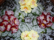 31st Jan 2012 - Snowy Flowers