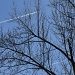 Plane Trails by lstasel