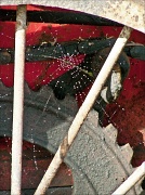 31st Jan 2012 - spokes and web