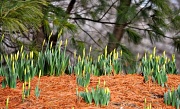 31st Jan 2012 - Early Spring ~