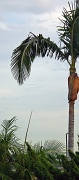 29th Jan 2012 - Half-a-Palm