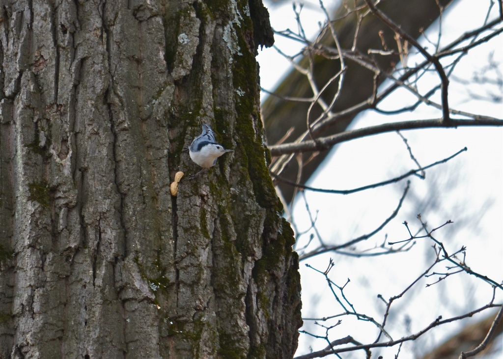 A Bird And His Peanut by lesip