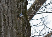 31st Jan 2012 - A Bird And His Peanut