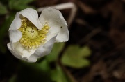 31st Jan 2012 - Anemone - Wind Flower